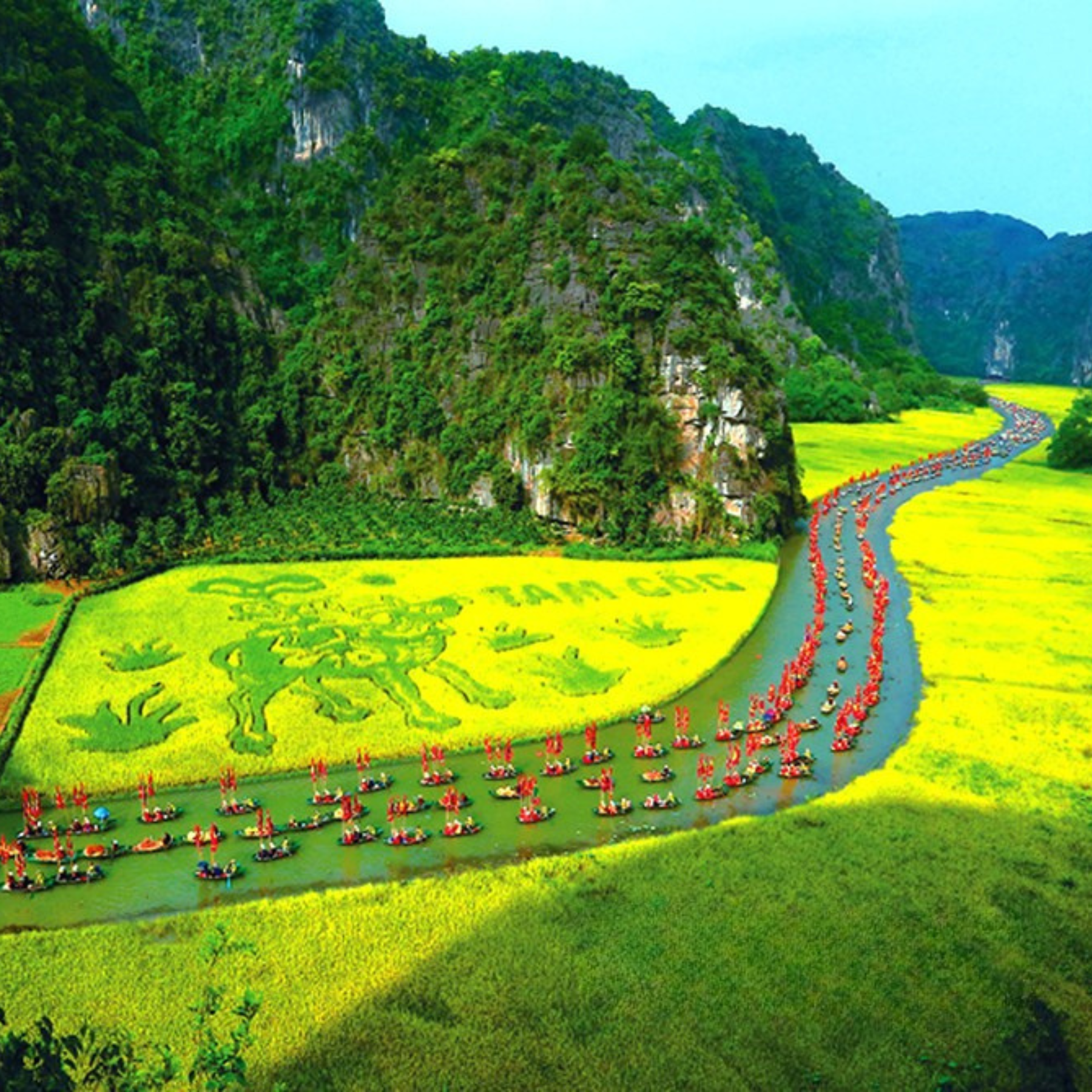 Sac-vang-mua-lua-chin-o-tam-coc